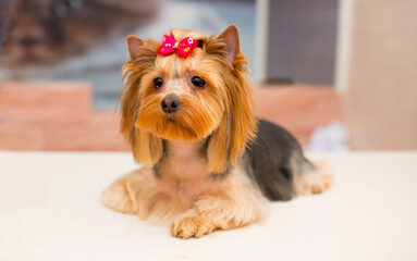Grooming animals, haircut, drying and styling dogs, combing wool. Grooming master cuts and shaves, cares for a dog. Beautiful Yorkshire Terrier.