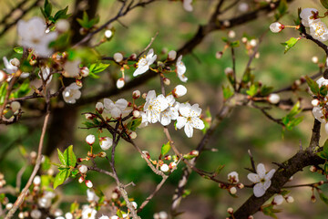 Fresh bright white flowers of blossoming asian cherry on green leaves background in the garden in spring close up.