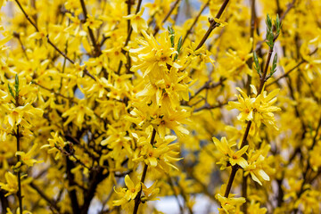 Bright yellow Forsythia bush flowers in the garden in spring season close up.