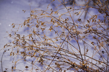 Epicles of last year's dry grass on a background of white snow