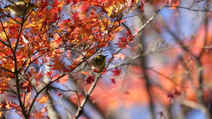 紅葉の中で遊んでいるメジロの写真