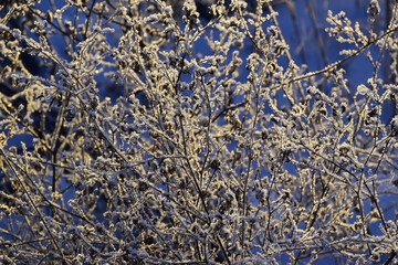 Dry grass covered with frost and lit by the setting sun