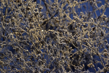 Dry grass covered with frost and lit by the setting sun