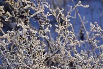 Dry grass covered with frost and lit by the setting sun