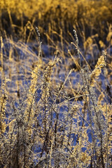 Dry grass covered with frost and lit by the setting sun