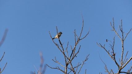 木の上で休んでいるアトリの写真