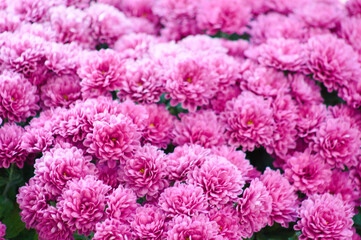 Moss rose in bloom closeup view with selective focus on foreground © Cenusa Silviu Carol