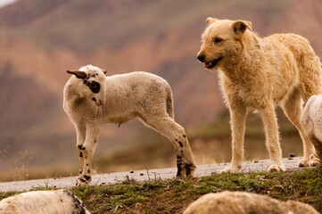 Ovis orientalis aries - The sheep is a domestic quadruped mammal.
