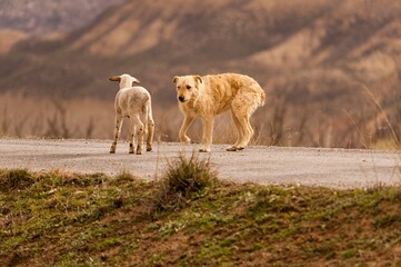 Ovis orientalis aries - The sheep is a domestic quadruped mammal.
