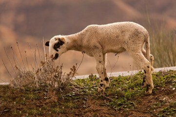 Ovis orientalis aries - The sheep is a domestic quadruped mammal.