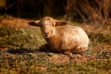 Ovis orientalis aries - The sheep is a domestic quadruped mammal.