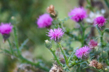 Spiny plumeless thistle in bloom closeup view with selective focus on foreground