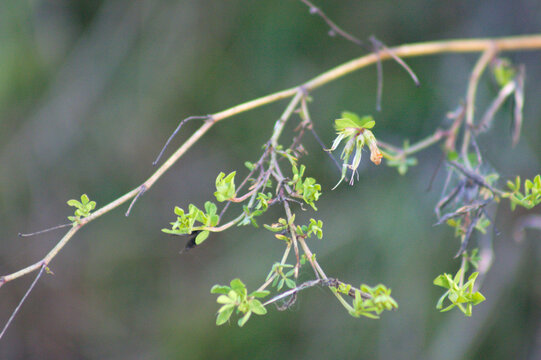 Texas persimmon leaves closeup view with blurred bacground