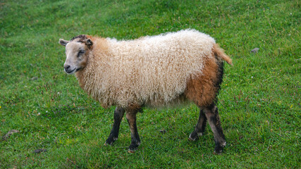 Icelandic sheep at green grass background, Iceland, summer, closeup. Concept of sheep wool...