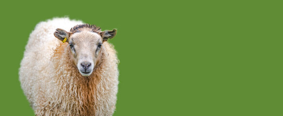 Icelandic sheep at green solid background with copy space, Iceland, summer, closeup. Concept of...