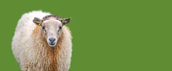 Fototapete Rund Icelandic sheep at green solid background with copy space, Iceland, summer, closeup. Concept of sheep wool production industry. © neurobite