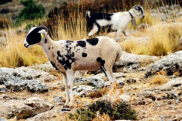 Ovis orientalis aries - The sheep is a domestic quadruped mammal.