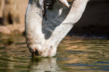 Ovis orientalis aries - The sheep is a domestic quadruped mammal.