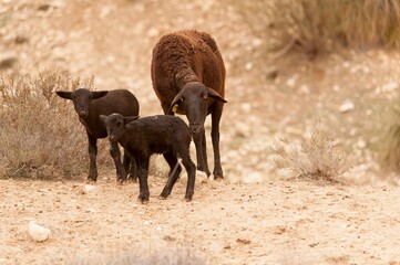 Ovis orientalis aries - The sheep is a domestic quadruped mammal.