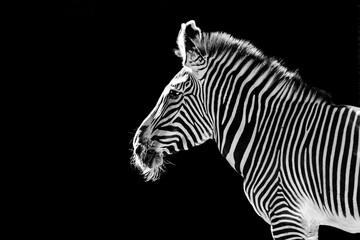 Zebra wildlife animal , mammal african isolated