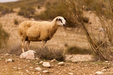 Ovis orientalis aries - The sheep is a domestic quadruped mammal.