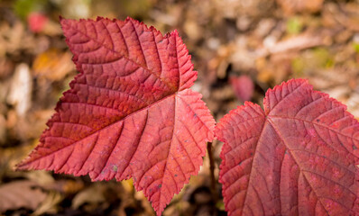 関西の山　紅葉