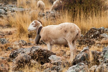 Ovis orientalis aries - The sheep is a domestic quadruped mammal.