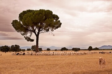 Ovis orientalis aries - The sheep is a domestic quadruped mammal.