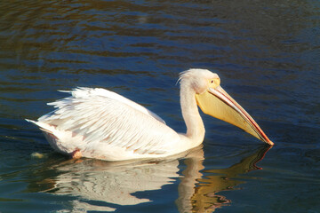 Pelican on the fresh water