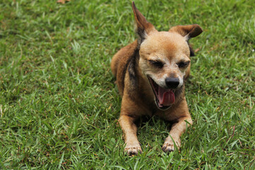 Small Chihuahua Dog outdoors on green lawn