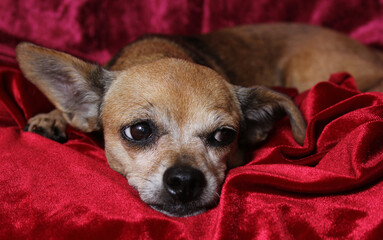 Small Chihuahua Dog on Red Velvet Blanket