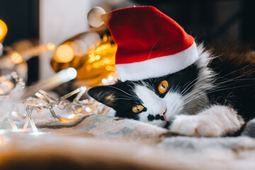 Black cute cat in red hat looking at camera cozy at home. Christmas new year festive background....
