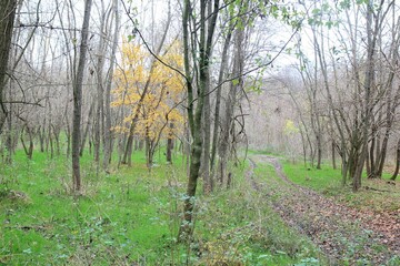 Beech forest in autumn (Bulgaria)