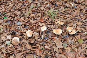 Mushrooms and fallen leaves in the autumn forest