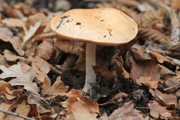 Mushrooms and fallen leaves in the autumn forest