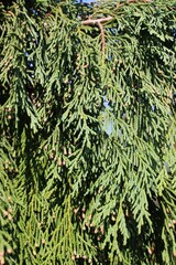green leaves background
