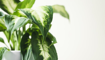 Dieffenbachia or Dumb cane plant green leaves close-up with copy space