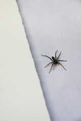 Spider on the desk between papers