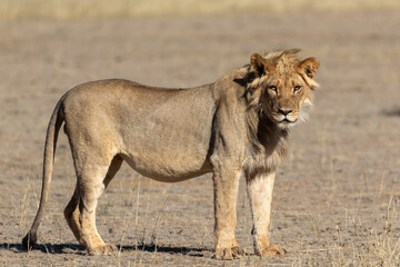 Side view of a young lion, standing and  looking at the camera in the Kgalagadi Transfrontier Park in South Africa