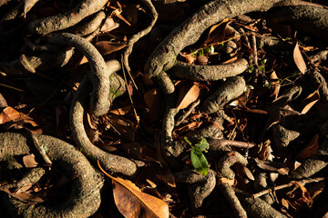 natural textures and colors, dry tree roots and leaves, photo taken in daylight
