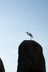 white heron on top of rock watching nature, blue sky in summer day