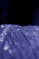 Raindrops on the leaf. Nature background. Color of the year very peri