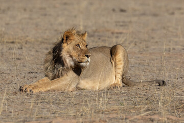Young lion resting in the Kgalagadi Transfrontier Park in South Africa
