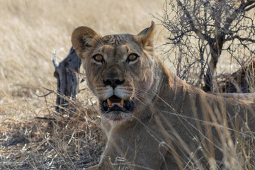 Portrait of a lioness looking at camera with open eyes and mouth in the Kgalagadi Transfrontier Park in South Africa
