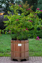 a tree with pink flowers grows in a barrel