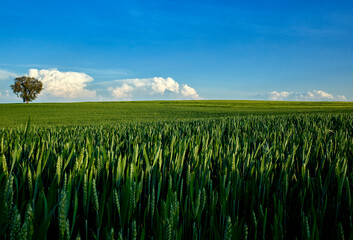 Wheat field in spring - 475690323