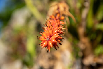 beautiful orange flower, close-up photo and blurred background