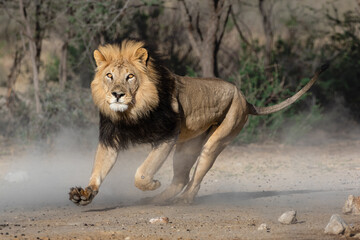 Lion with dark mane running creating dust in the Kgalagadi Transfrontier Park in South Africa. It...