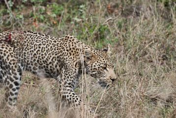 leopard, Panthera pardus, wounded after fight