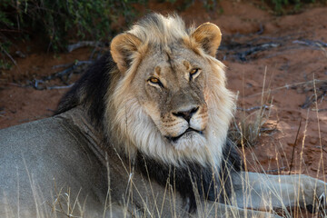 Portrait of a sleepy lion with dark mane resting in the red dunes of the Kgalagadi Transfrontier Park in South Africa